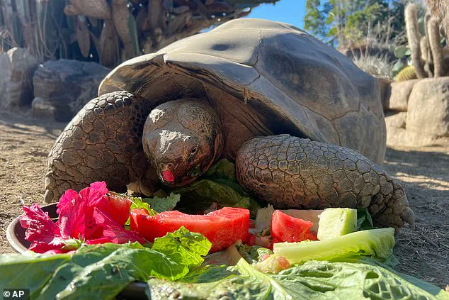 San Diego Zoo Mourns the Death of Gramma, the 141-Year-Old Galapagos Tortoise Icon