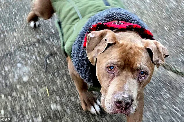 Veterinarian Jailed for Taking Dog She Believed Was in Distress, Raising Ethical Questions