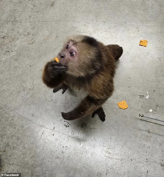 Cinnamon Capuchin Monkey Causes Chaos at Tennessee Store Before Being Captured by Local Hero