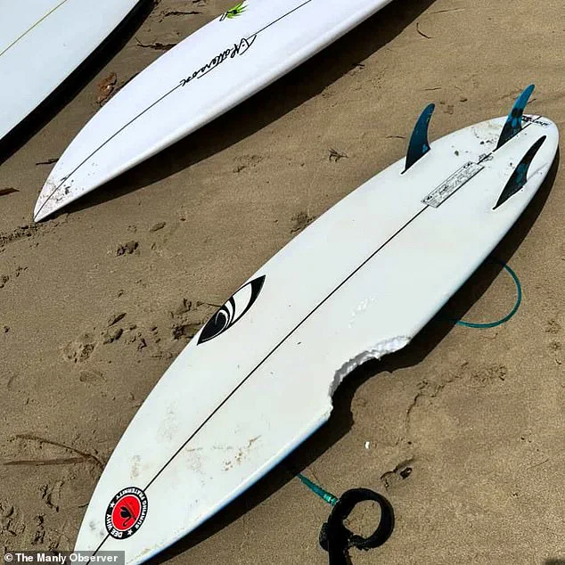 Sydney Beaches on Lockdown After Three Shark Attacks, Including Two Children, Spark Calls for Safety Measures