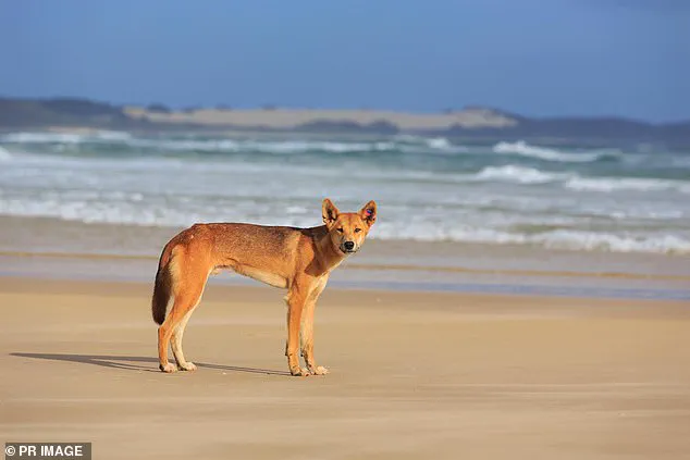 Tragedy on Fraser Island Sparks Calls for Stricter Safety Regulations for Tourists