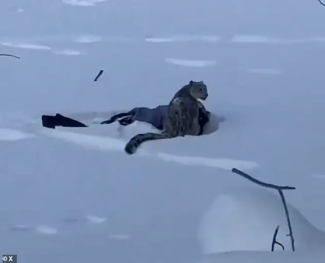 Exclusive: Snow Leopard Attack in China's UNESCO Park Reveals Hidden Risks of Human-Wildlife Interaction