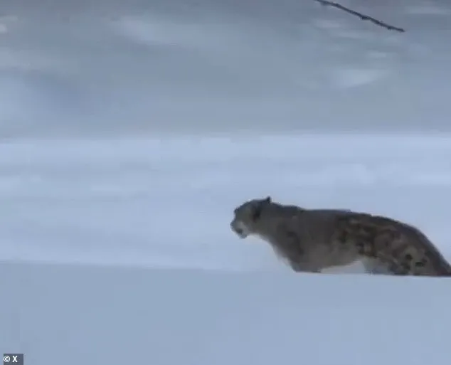 Exclusive: Snow Leopard Attack in China's UNESCO Park Reveals Hidden Risks of Human-Wildlife Interaction