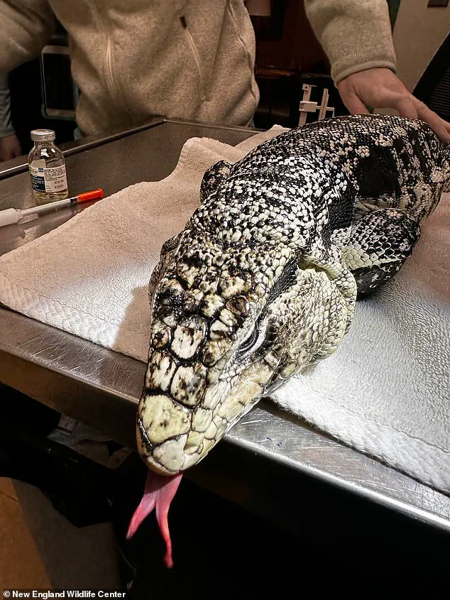 A Tegu Lizard Unearthed from Snow in Rhode Island: A Cold-Weather Survival Miracle