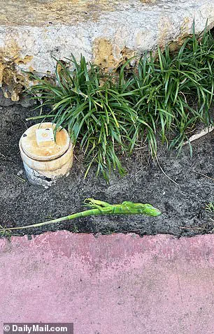 South Florida Iguanas Paralyzed by Sudden Cold Snap: Wildlife Experts Sound Alarm