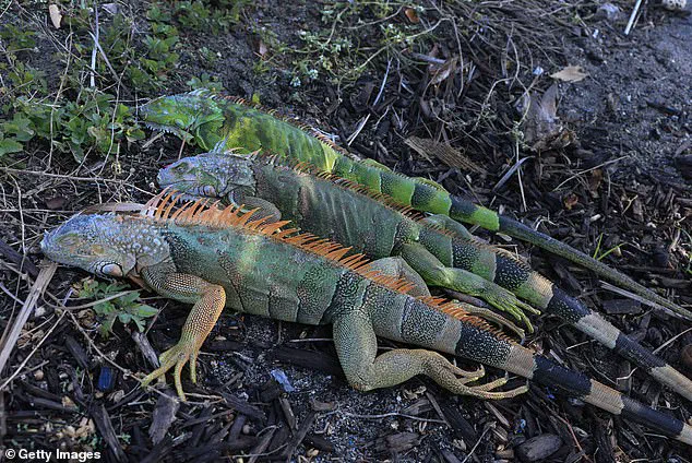 South Florida Iguanas Paralyzed by Sudden Cold Snap: Wildlife Experts Sound Alarm