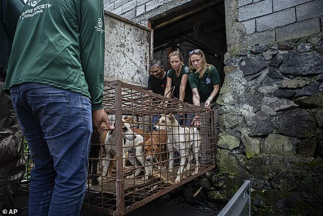 From Suffering to Sanctuary: How a U.S. Nonprofit Rescued a Malamute from China's Brutal Dog Meat Trade