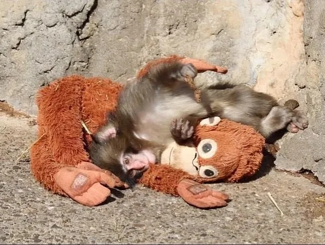 From Rejection to Resilience: How Ichikawa Zoo's Compassionate Care Saved Baby Macaque Punch
