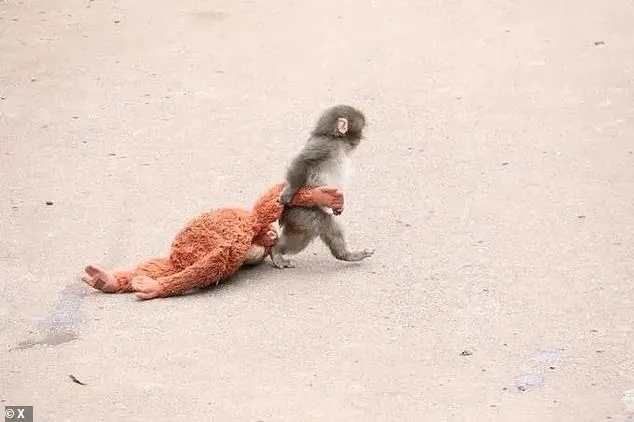 From Rejection to Resilience: How Ichikawa Zoo's Compassionate Care Saved Baby Macaque Punch