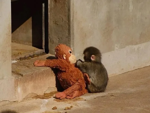 From Rejection to Resilience: How Ichikawa Zoo's Compassionate Care Saved Baby Macaque Punch