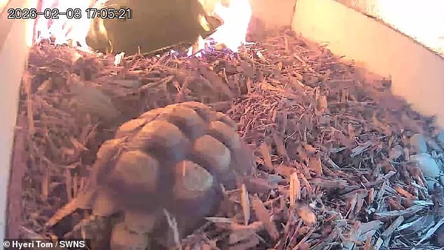Heart-Stopping Video of Leo the Tortoise's Escape from Fire Sparks Calls for Stricter Regulations at Springfield Sanctuary