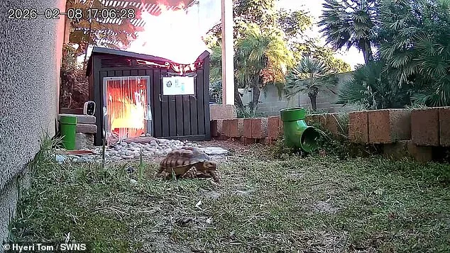 Heart-Stopping Video of Leo the Tortoise's Escape from Fire Sparks Calls for Stricter Regulations at Springfield Sanctuary