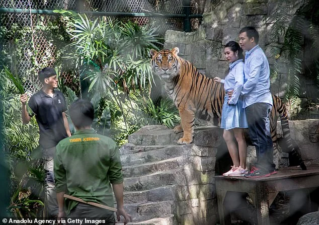72 Tigers Die in Thai Park Outbreak; Canine Distemper Virus Identified as Cause