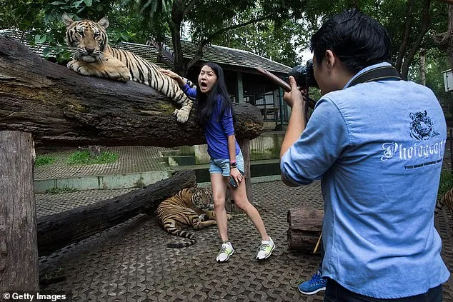 72 Tigers Die in Thai Park Outbreak; Canine Distemper Virus Identified as Cause