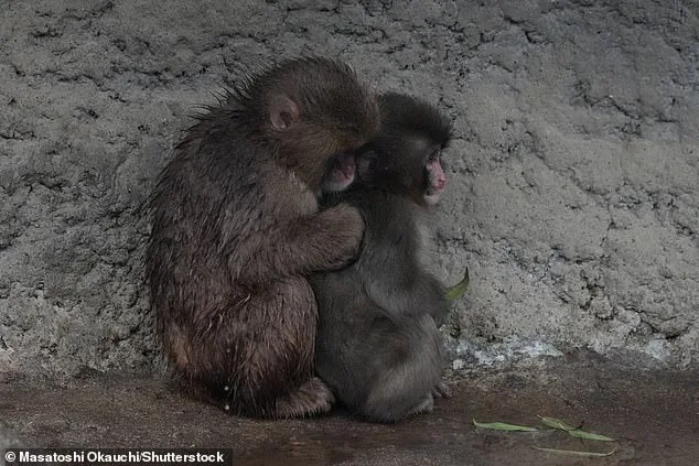 Punch the Macaque's Journey from Plush Toy Companion to Social Primate at Ichikawa Zoo