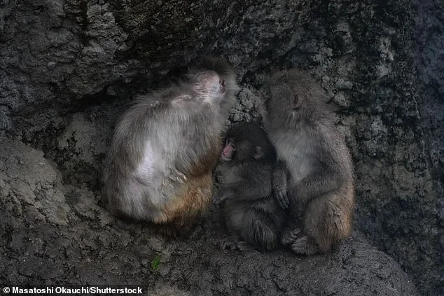 Punch the Macaque's Journey from Plush Toy Companion to Social Primate at Ichikawa Zoo