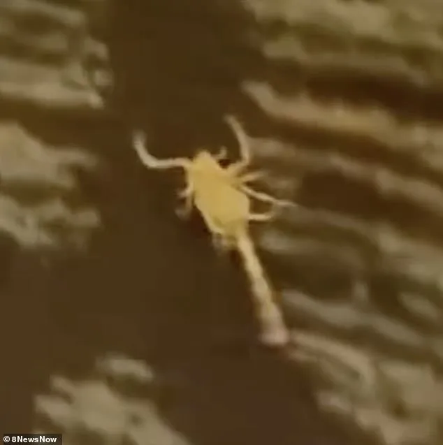 Scorpion Stings Spark Legal Action at Silver Sevens Hotel as Guests Demand Accountability