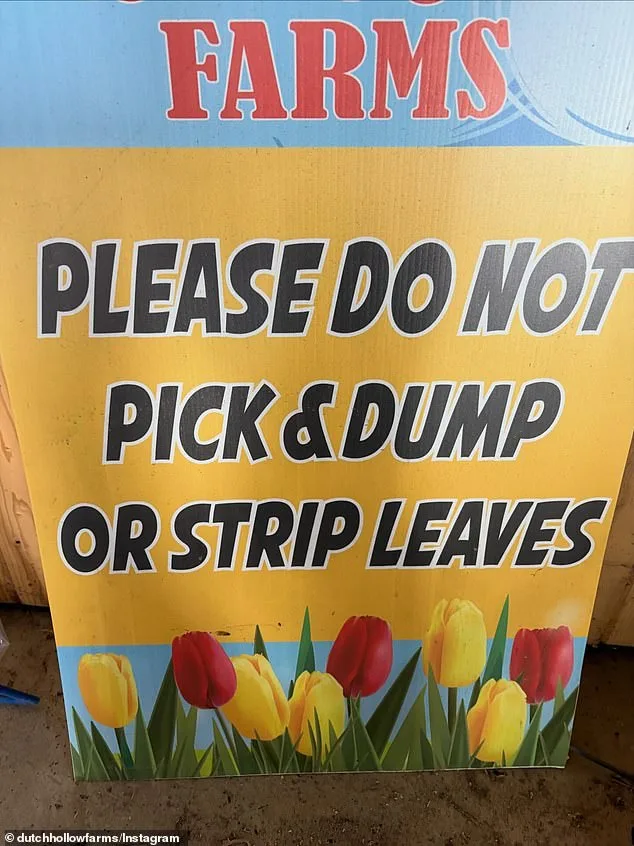 Tulip Farm Owner Fumes as Viral TikTok Surge Tramples Blooms