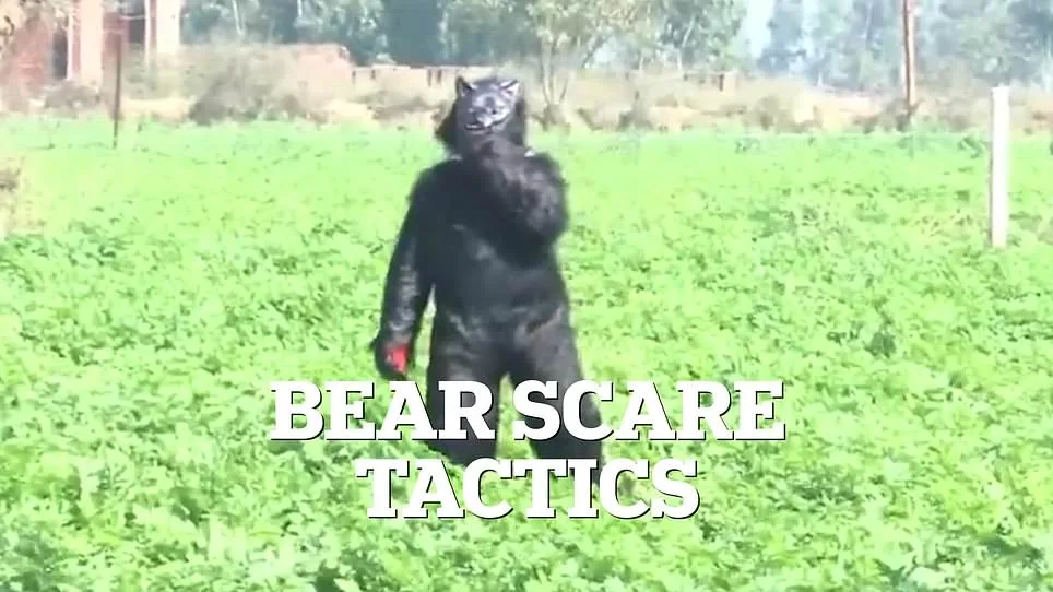 Desperate Farmers in India's Sambhal District Turn to Bear Costumes to Deter Monkeys Raiding Crops