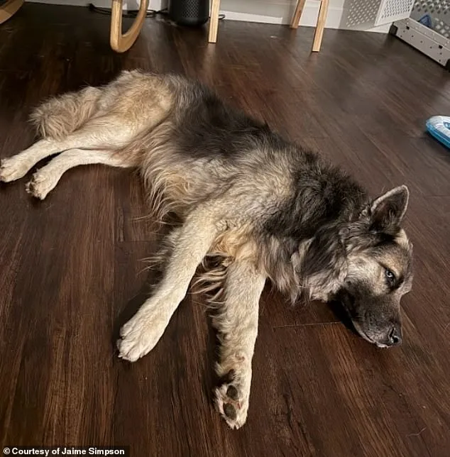 America's Saddest Husky: Left Behind in Arizona's Desert After ICE Deportation