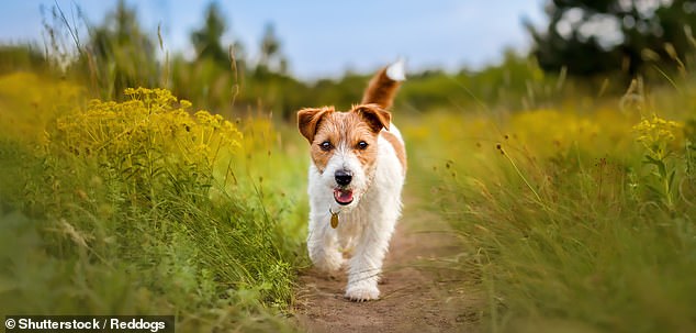 Small dog attacks shatter myths, killing young girl in Essex.