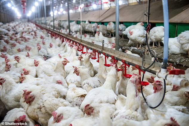 UK launches 4,000-person bird flu vaccine trial as H5N1 threat grows