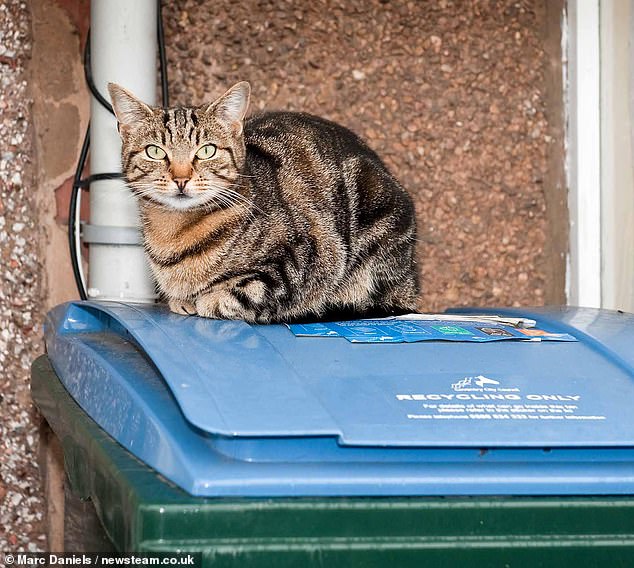 Mary Bale's cat cruelty turned her into a global pariah recluse.