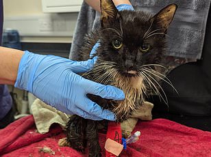 Mary Bale's cat cruelty turned her into a global pariah recluse.