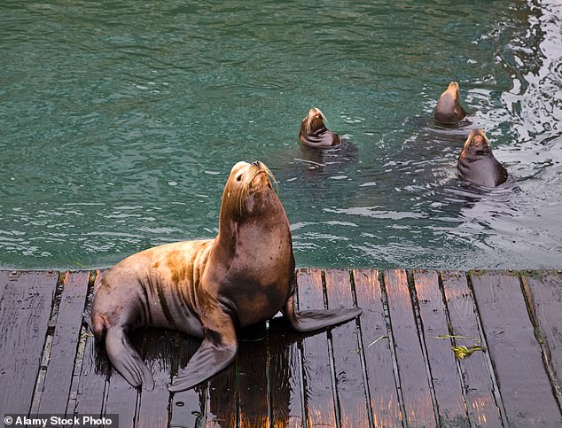 Officials debate lethal sea lion removals to save struggling salmon stocks.