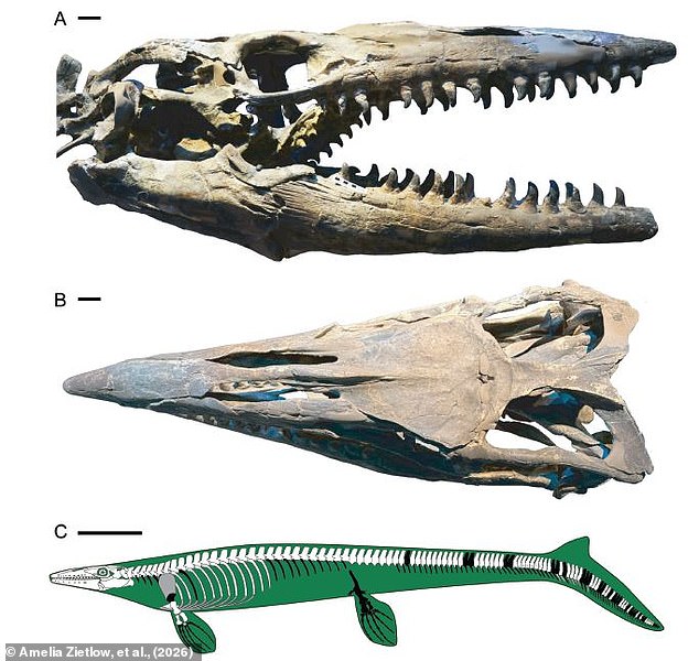 Scientists Unveil Giant 43-Foot Mosasaur Ruler of Ancient Seas